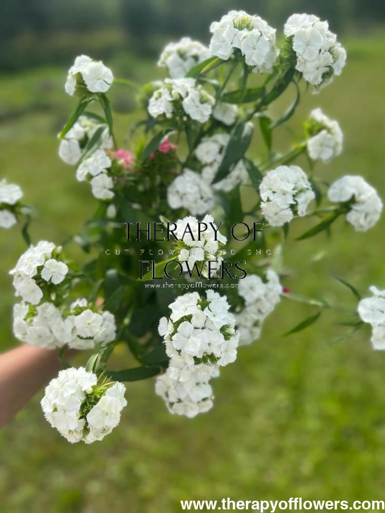 Dianthus barbatus Sweet White.