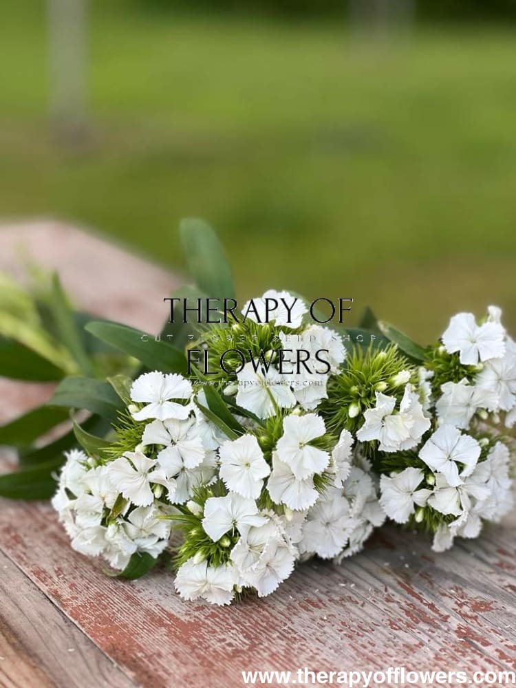 Dianthus barbatus Sweet White.