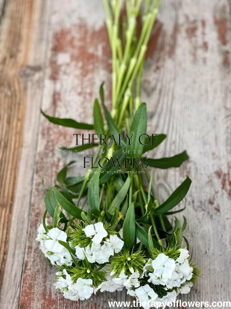 Dianthus barbatus Sweet White.