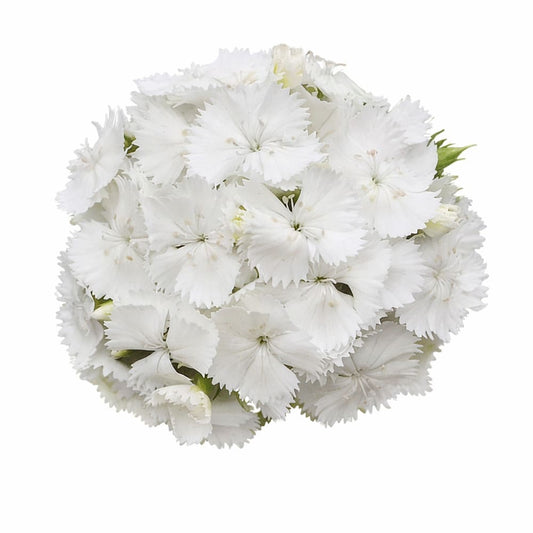 Dianthus barbatus Sweet™ White | Sweet William | Pelleted therapyofflowers.com