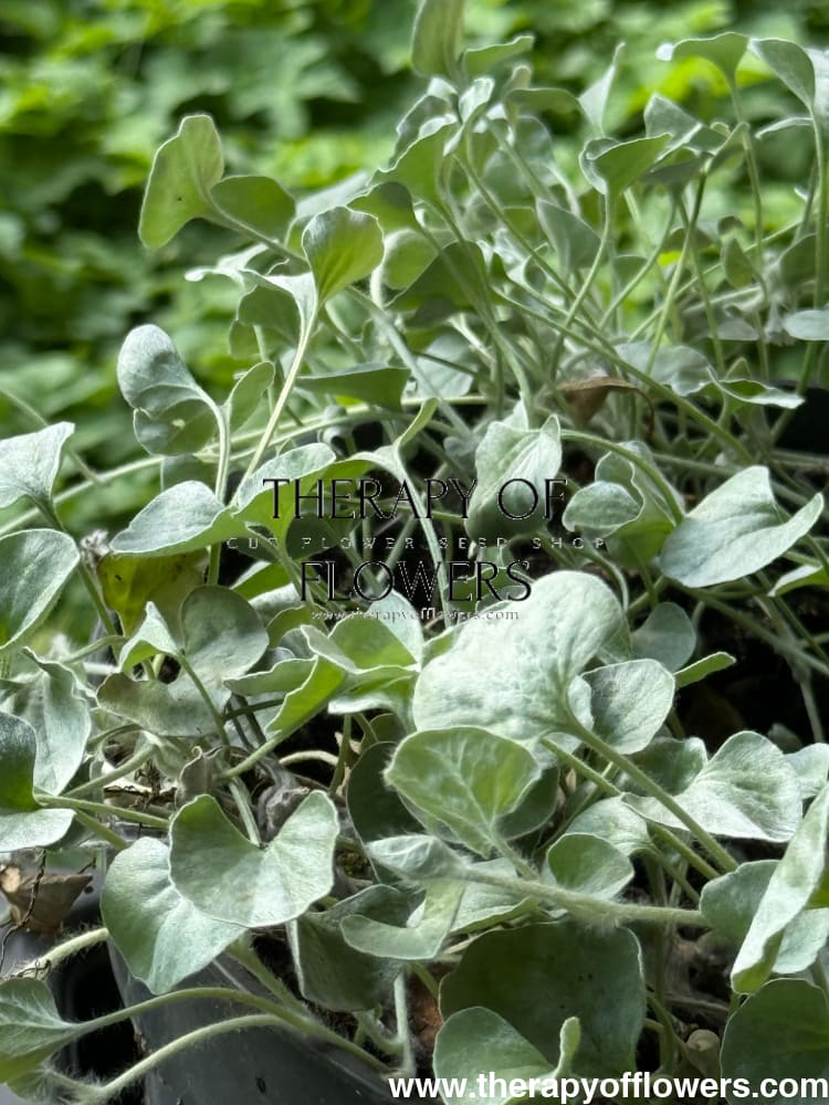 Dichondra argentea Silver Surfer™ | Silver ponysfoot therapyofflowers.com
