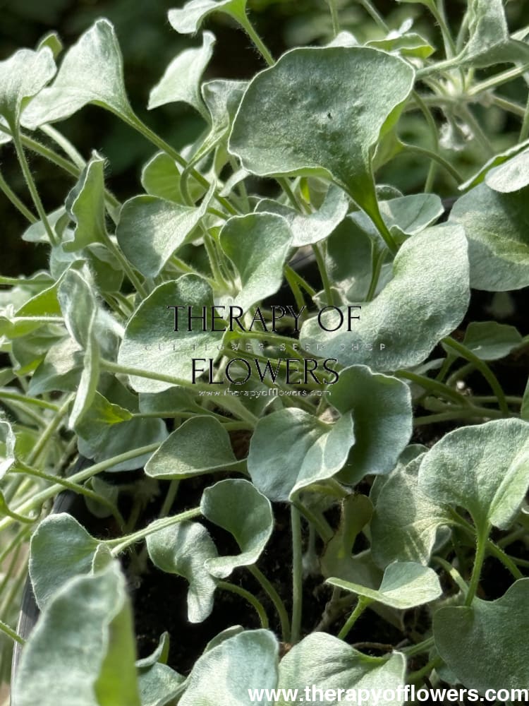 Dichondra argentea Silver Surfer™ | Silver ponysfoot therapyofflowers.com