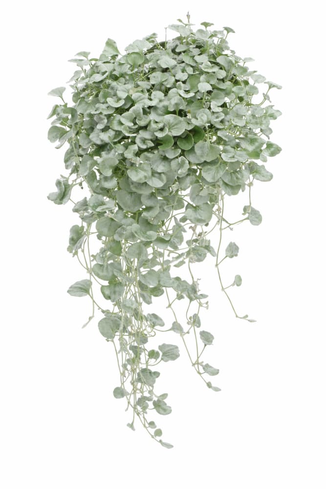 Dichondra argentea Silver Surfer™ | Silver ponysfoot - 10 seeds / 65 cm / Silvery - Seeds