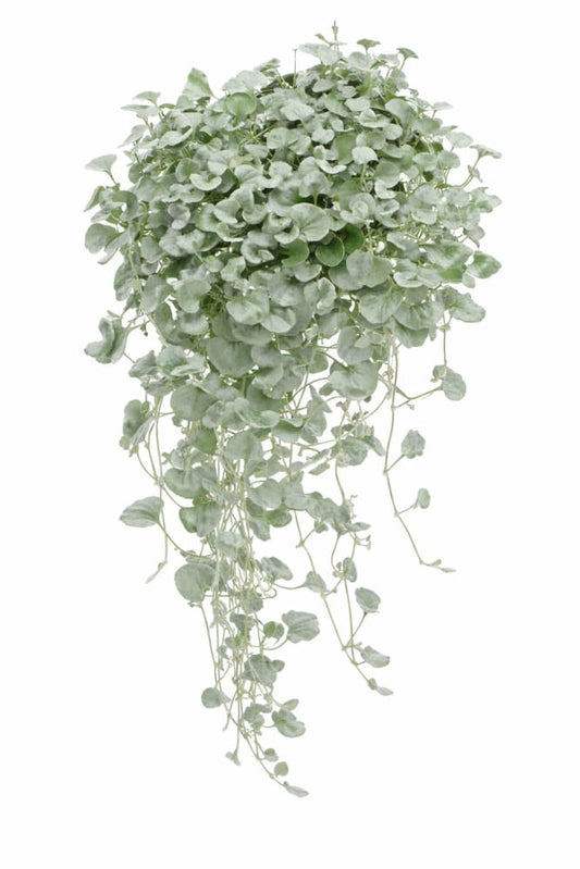 Dichondra argentea Silver Surfer™ | Silver ponysfoot - 10 seeds / 65 cm / Silvery - Seeds