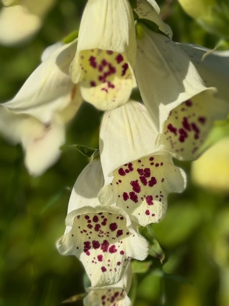 Digitalis purpurea Camelot Cream F1 | Foxglove - 20 pelleted seeds / 90 cm - Seeds