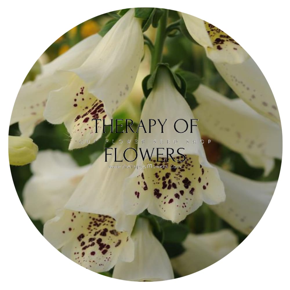 Digitalis purpurea Camelot Cream F1 | Foxglove - 20 pelleted seeds / 90 cm - Seeds