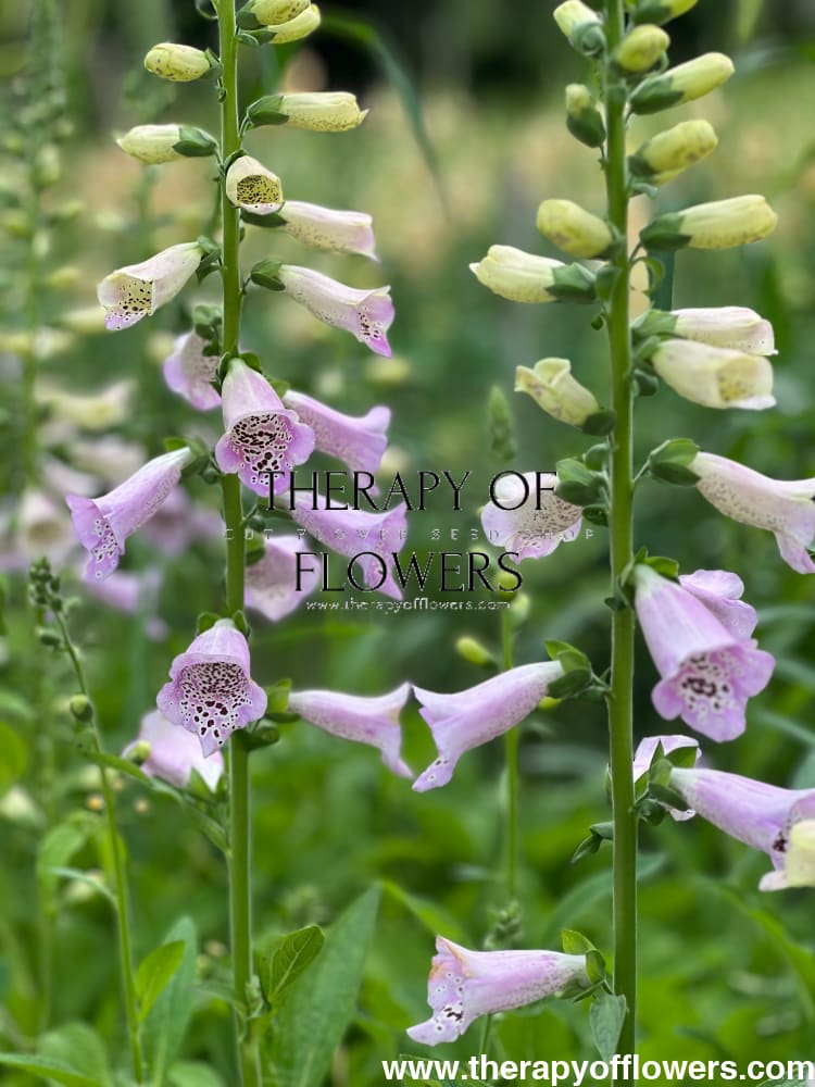 Purpursarkanā uzpirkstīte Camelot Lavender F1