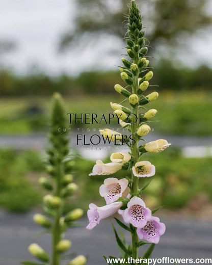 Digitalis Purpurea Camelot Lavender F1 therapyofflowers.com