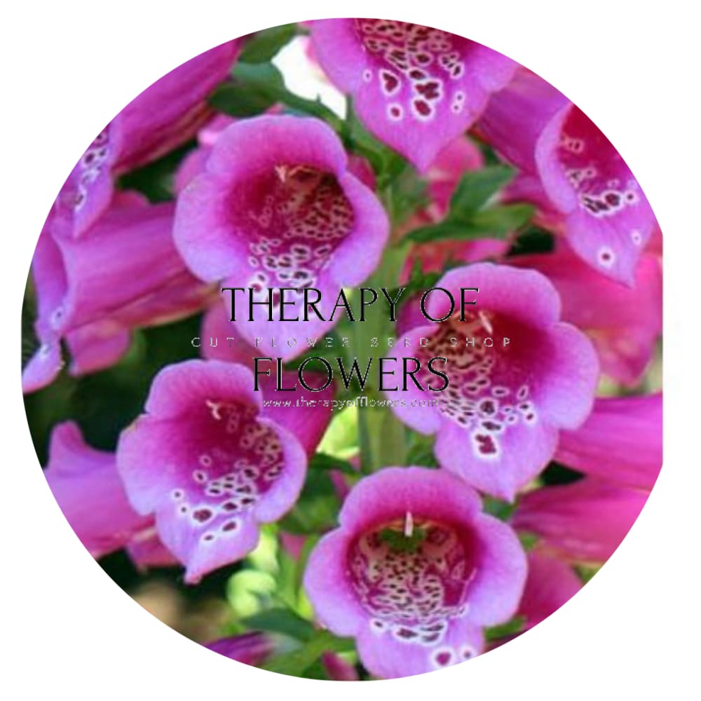 Digitalis Purpurea Camelot Rose F1 therapyofflowers.com