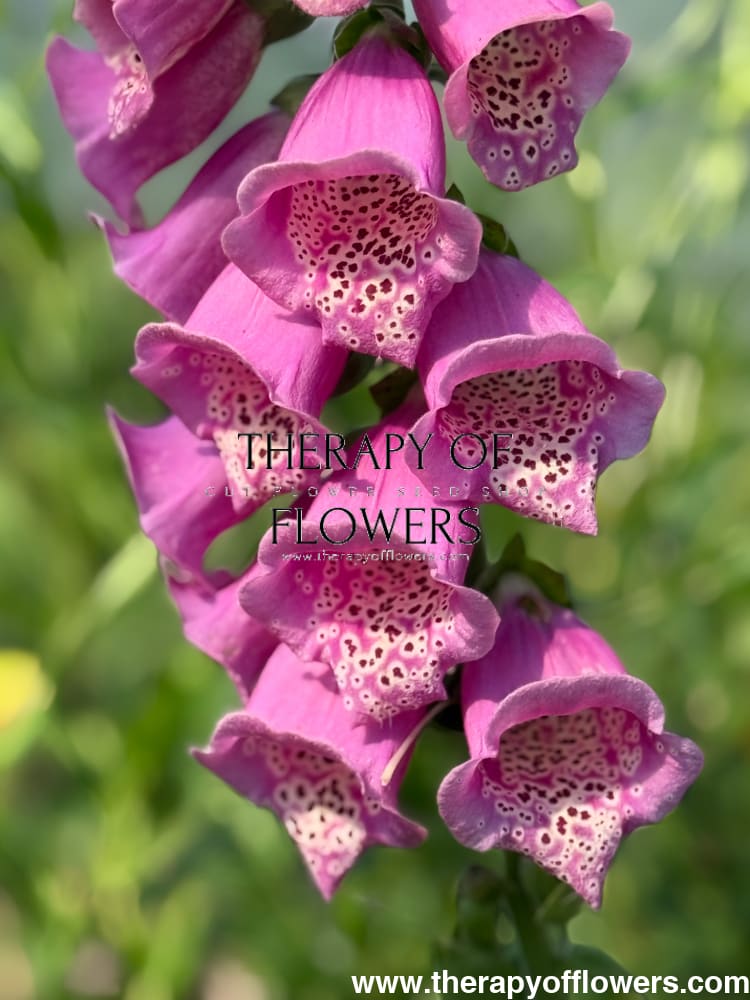 Digitalis Purpurea Camelot Rose F1 | Foxglove | Pelleted therapyofflowers.com