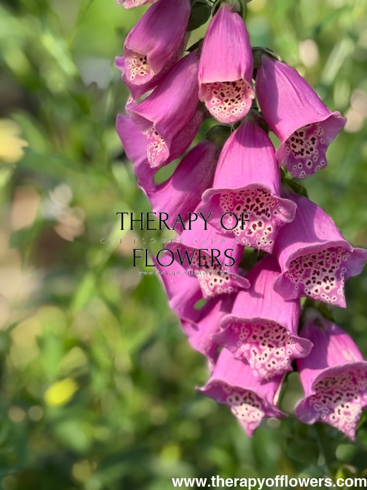 Digitalis Purpurea Camelot Rose F1 | Foxglove | Pelleted therapyofflowers.com