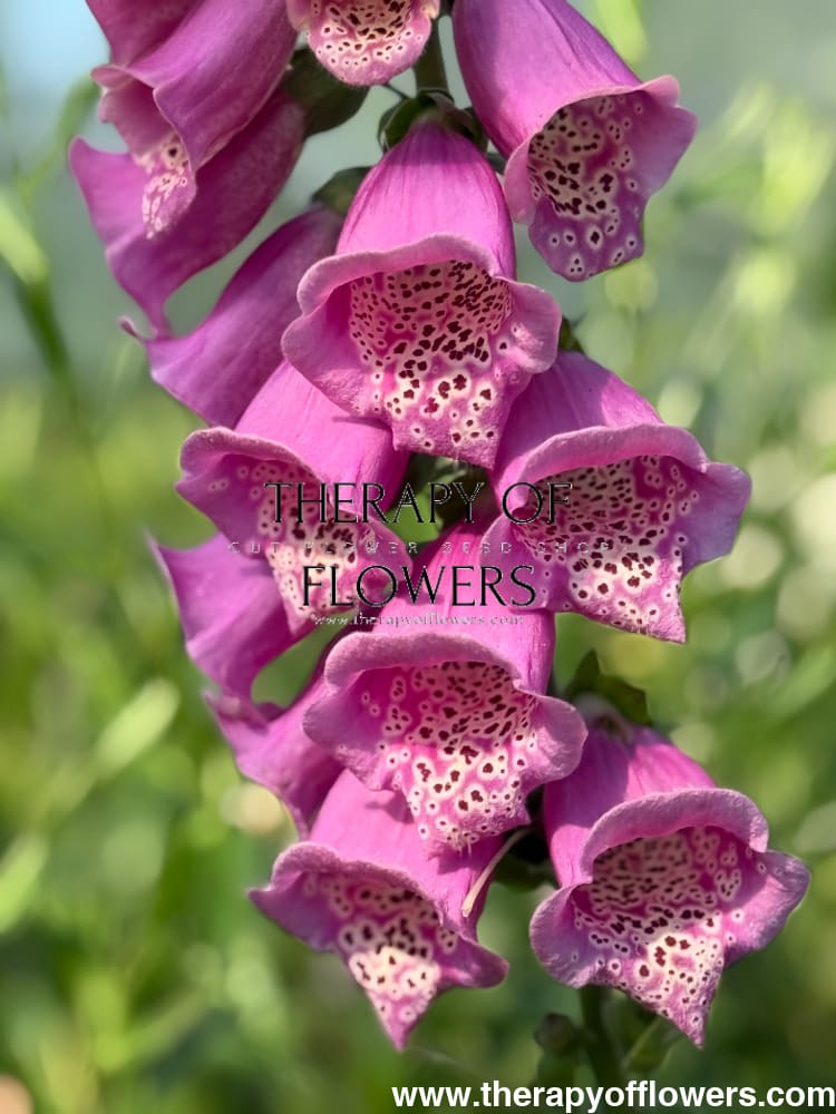 Digitalis Purpurea Camelot Rose F1 | Foxglove | Pelleted therapyofflowers.com
