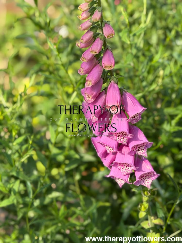Digitalis Purpurea Camelot Rose F1 | Foxglove | Pelleted therapyofflowers.com