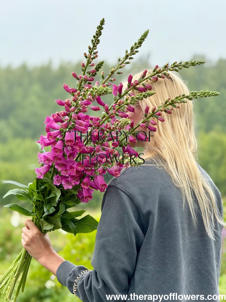 Digitalis Purpurea Camelot Rose F1 | Foxglove | Pelleted therapyofflowers.com