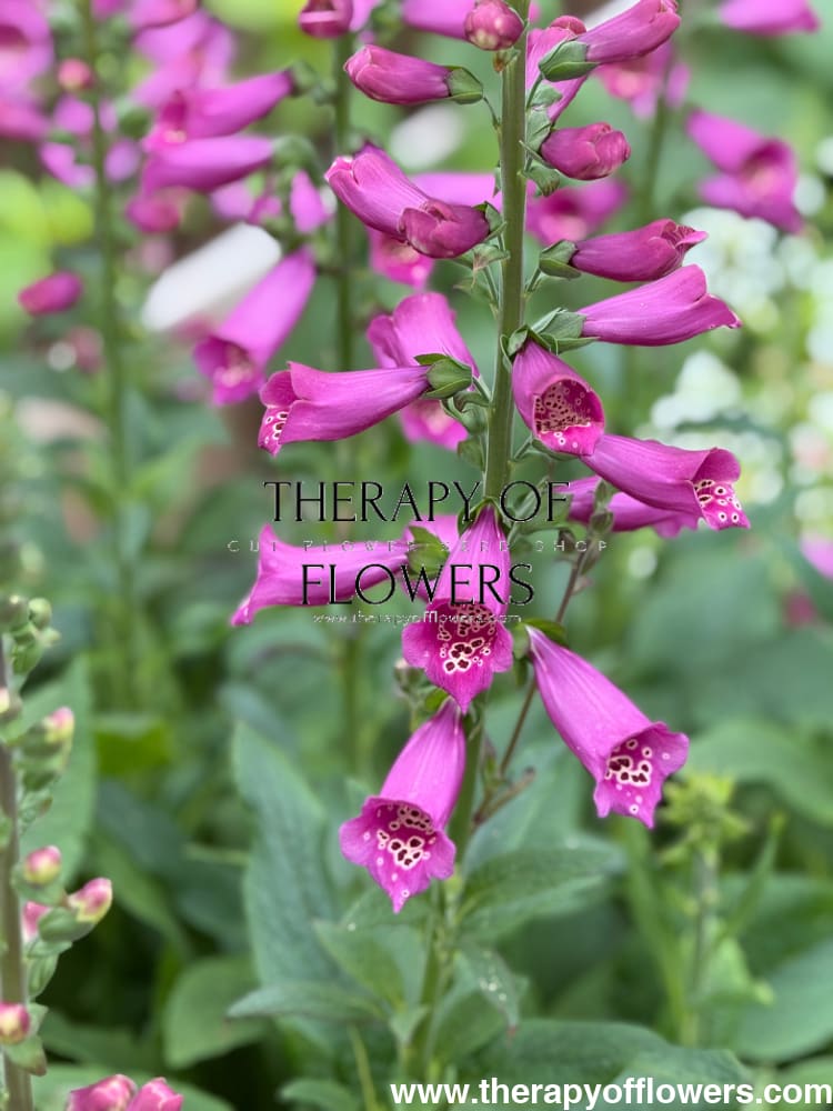 Digitalis Purpurea Camelot Rose F1 | Foxglove | Pelleted - 20 pelleted seeds / 90 cm - Seeds