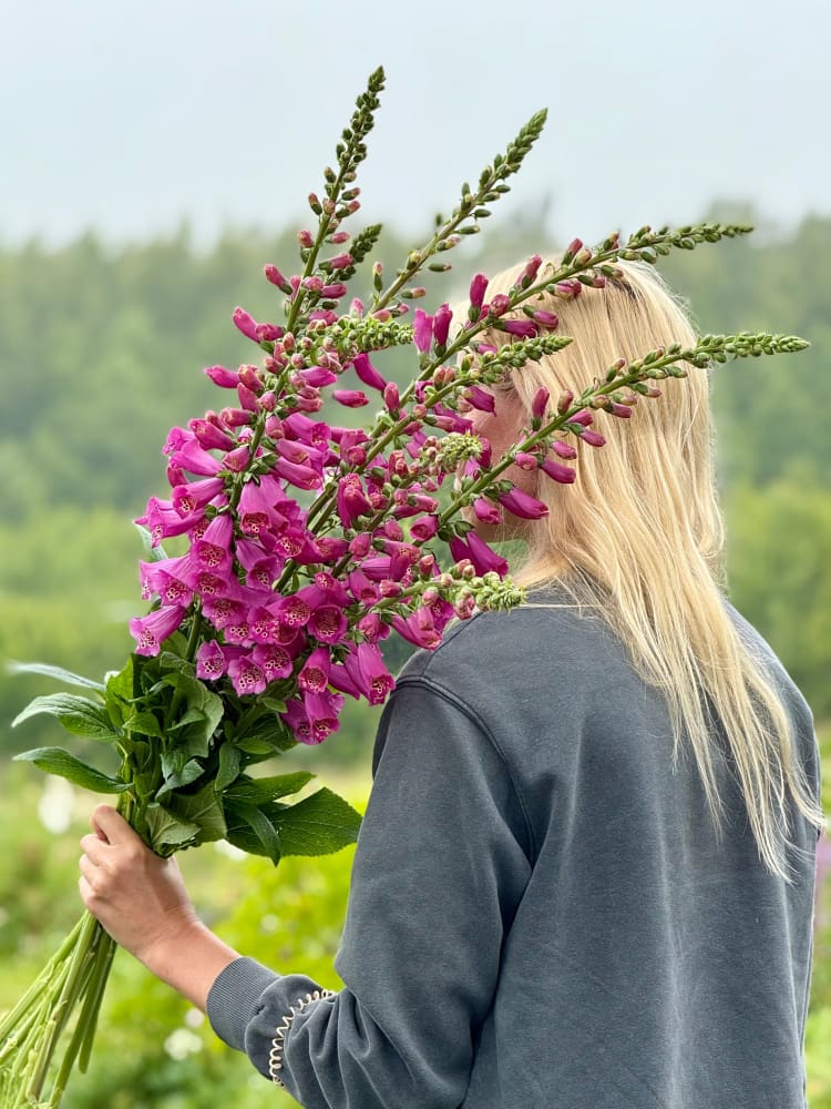 Digitalis Purpurea Camelot Rose F1 | Foxglove | Pelleted therapyofflowers.com