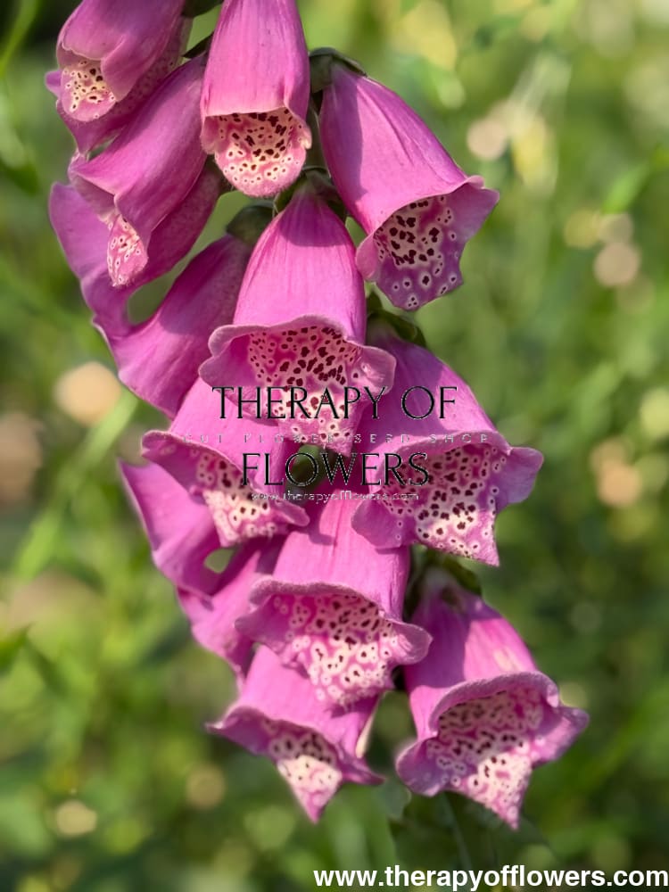 Digitalis Purpurea Camelot Rose F1 | Foxglove | Pelleted therapyofflowers.com