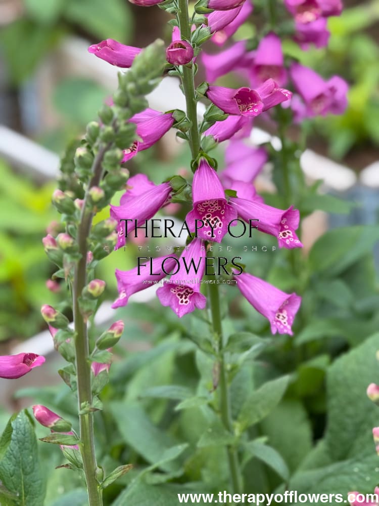 Digitalis Purpurea Camelot Rose F1 | Foxglove | Pelleted - 20 pelleted seeds / 90 cm - Seeds