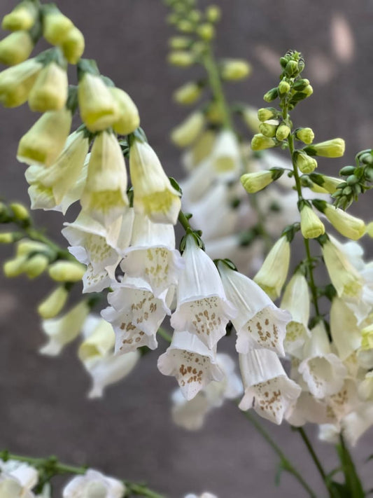 Digitalis Purpurea Camelot White F1 therapyofflowers.com