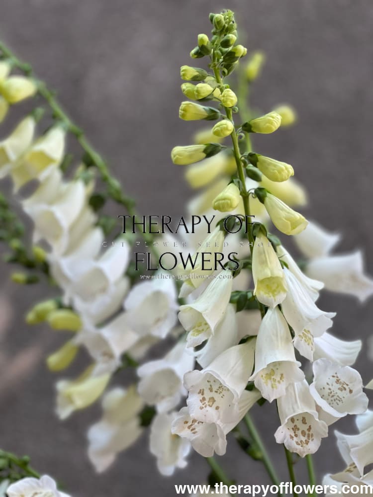 Digitalis Purpurea Camelot White F1 therapyofflowers.com
