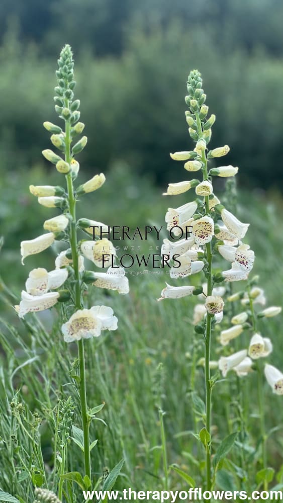 Digitalis Purpurea Camelot White F1 therapyofflowers.com