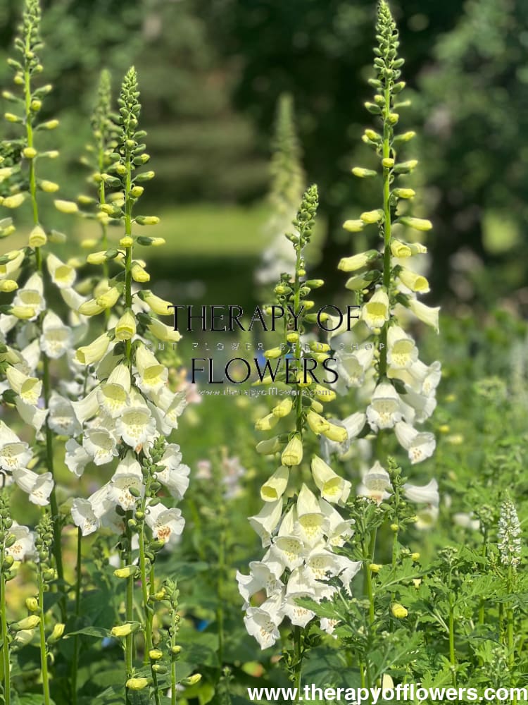 Digitalis Purpurea Camelot White F1 | Pelleted therapyofflowers.com