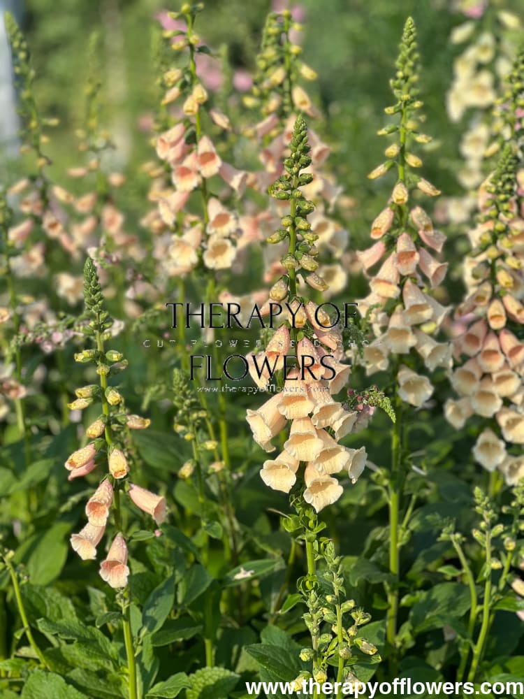 Digitalis purpurea Dalmatian Peach.