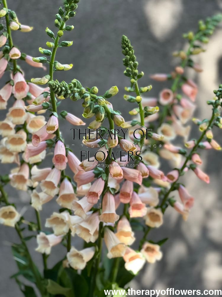 Digitalis purpurea Dalmatian Peach.
