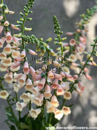 Digitalis purpurea Dalmatian Peach.