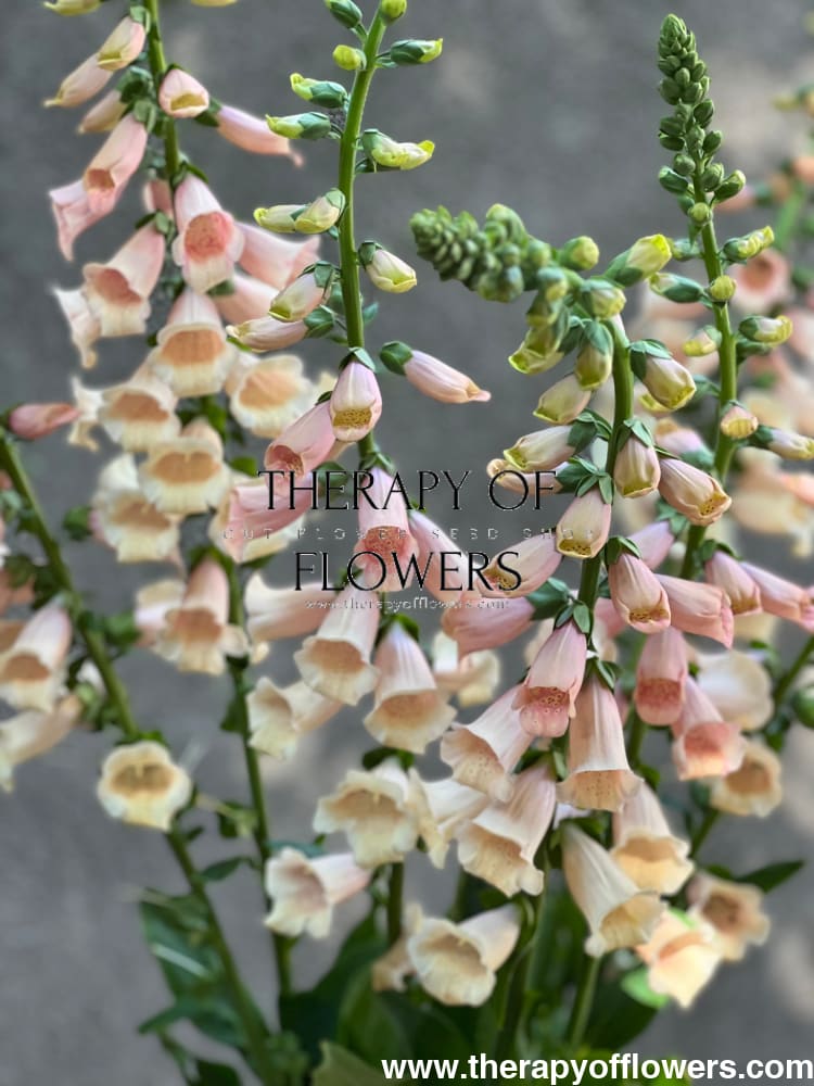 Digitalis purpurea Dalmatian Peach.