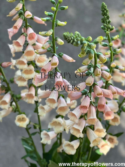 Digitalis purpurea Dalmatian Peach.