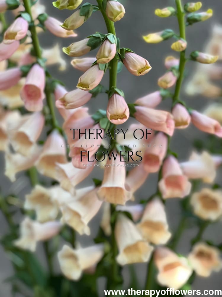 Digitalis purpurea Dalmatian Peach. F1 TOF