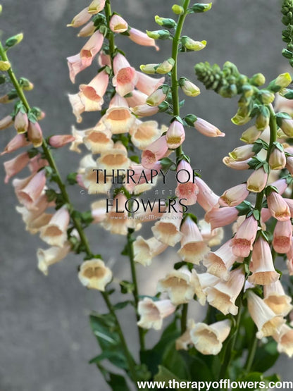 Digitalis purpurea Dalmatian Peach.