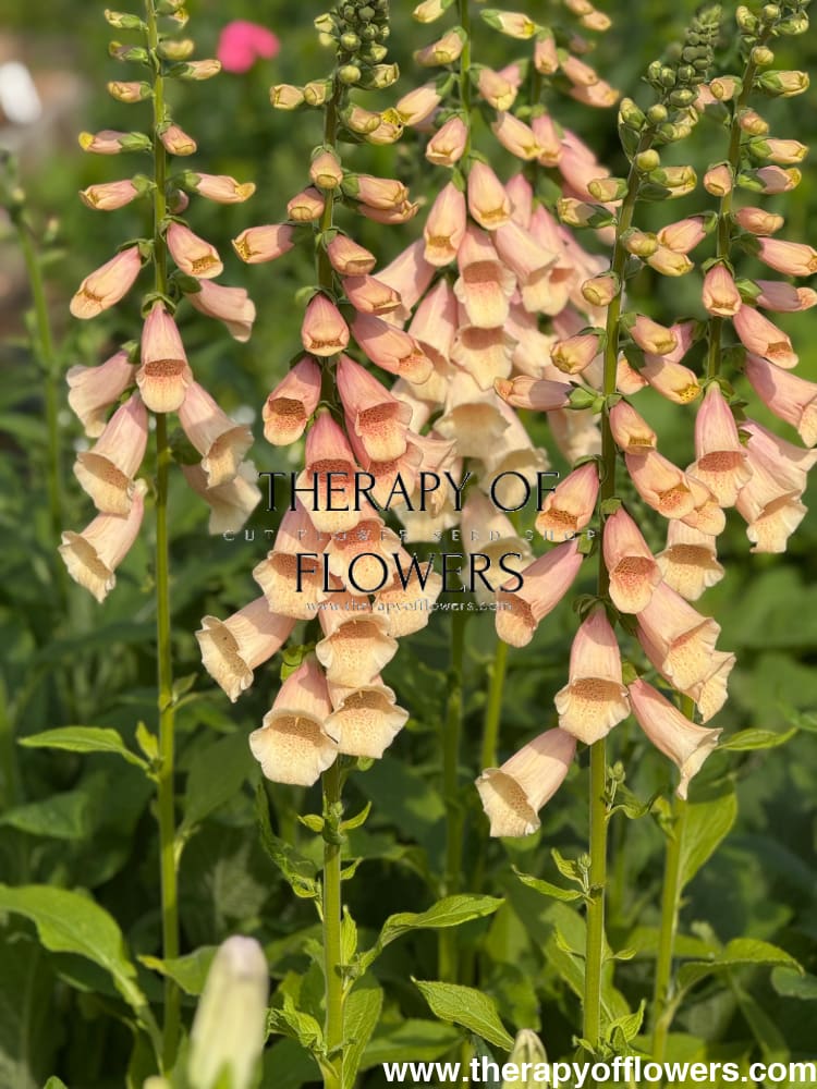 Digitalis purpurea Dottie Peach F1 therapyofflowers.com