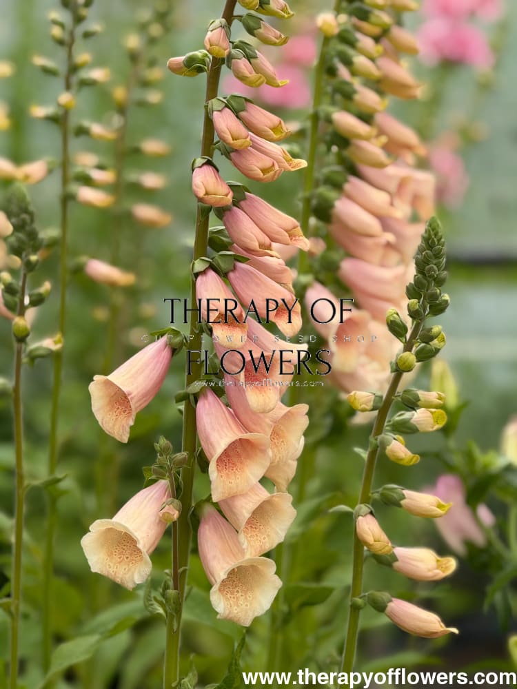 Digitalis purpurea Dottie Peach F1 therapyofflowers.com