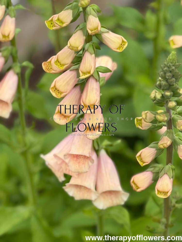 Digitalis purpurea Dottie Peach F1 therapyofflowers.com