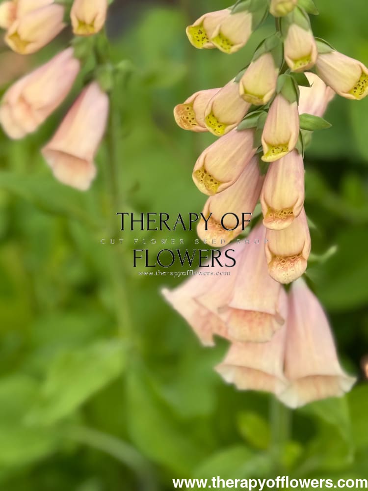 Digitalis purpurea Dottie Peach F1 therapyofflowers.com