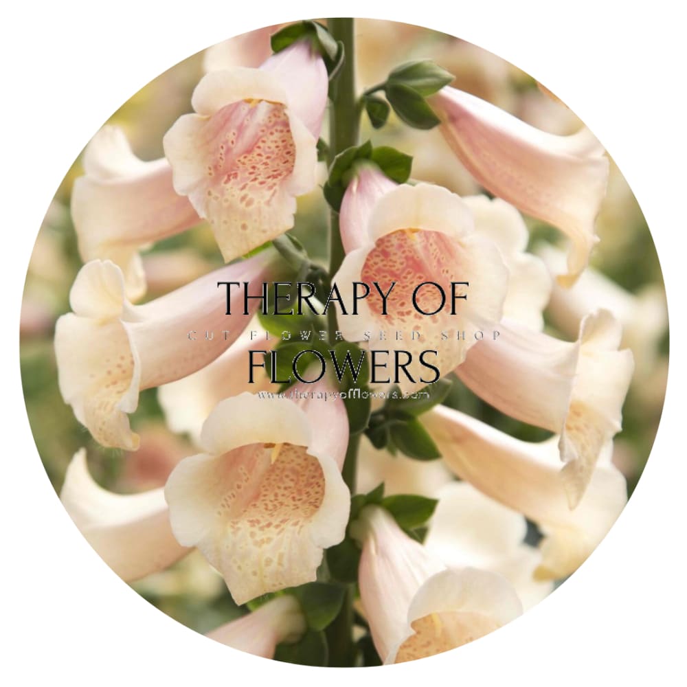 Digitalis purpurea Dottie Peach F1 therapyofflowers.com