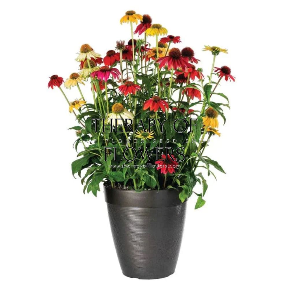 Echinacea purpurea PollyNation™ Golden Summer Mix | Coneflower therapyofflowers.com