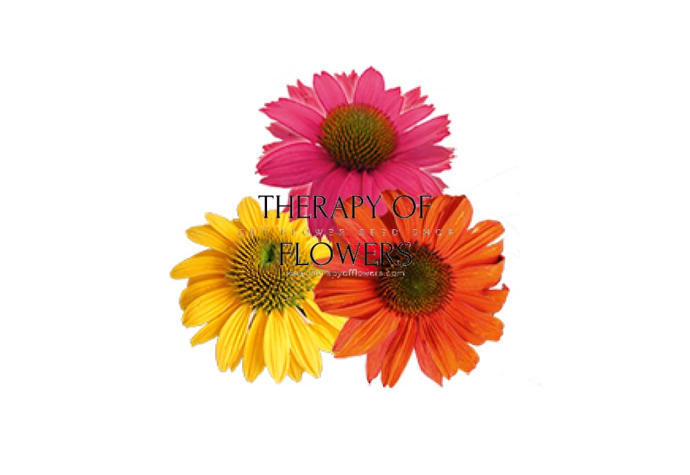 Echinacea purpurea PollyNation™ Golden Summer Mix | Coneflower therapyofflowers.com