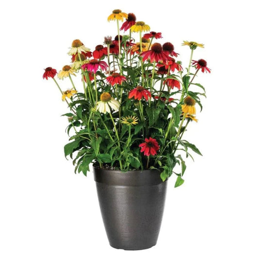 Echinacea purpurea PollyNation™ Golden Summer Mix | Coneflower therapyofflowers.com