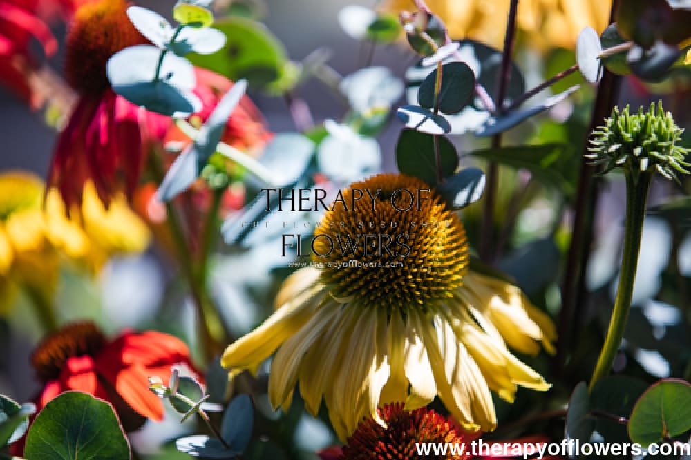 Echinacea purpurea PollyNation™ Golden Summer Mix | Hardy Coneflower ...