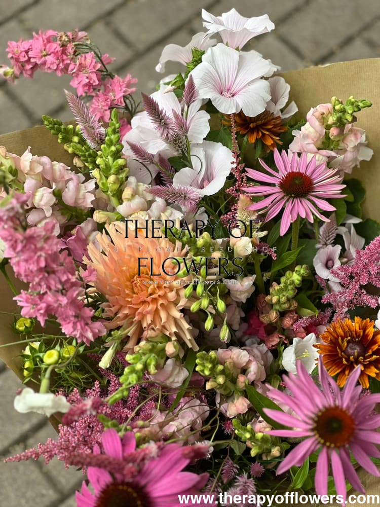 Echinacea purpurea Primadonna® Deep Rose therapyofflowers.com