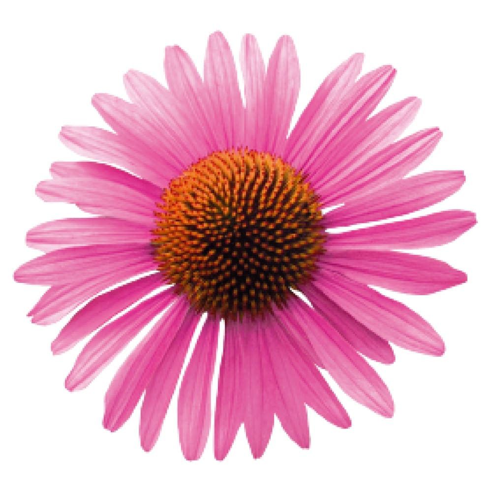 Echinacea purpurea Primadonna® Deep Rose therapyofflowers.com