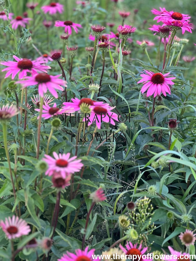 Echinacea purpurea Primadonna® Deep Rose therapyofflowers.com