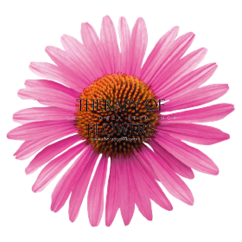 Echinacea purpurea Primadonna® Deep Rose therapyofflowers.com
