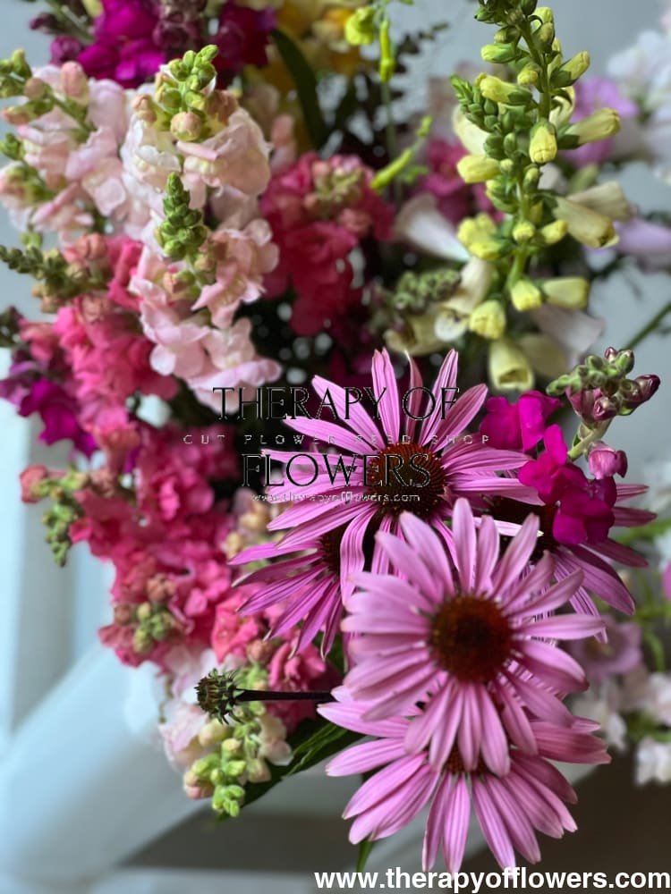 Echinacea purpurea Primadonna® Deep Rose therapyofflowers.com