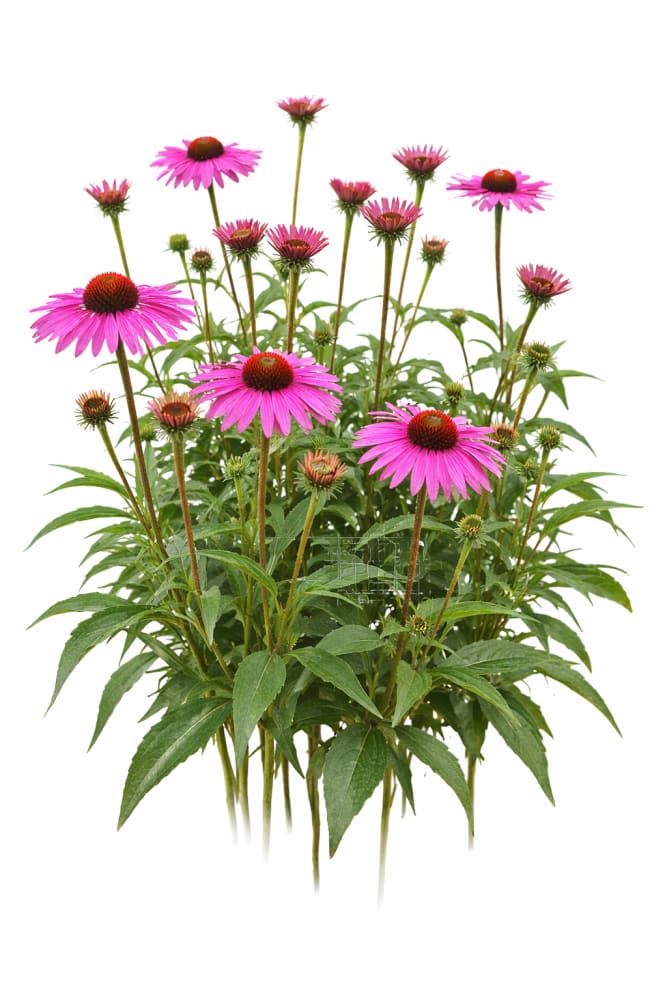 Echinacea purpurea Primadonna® Deep Rose therapyofflowers.com