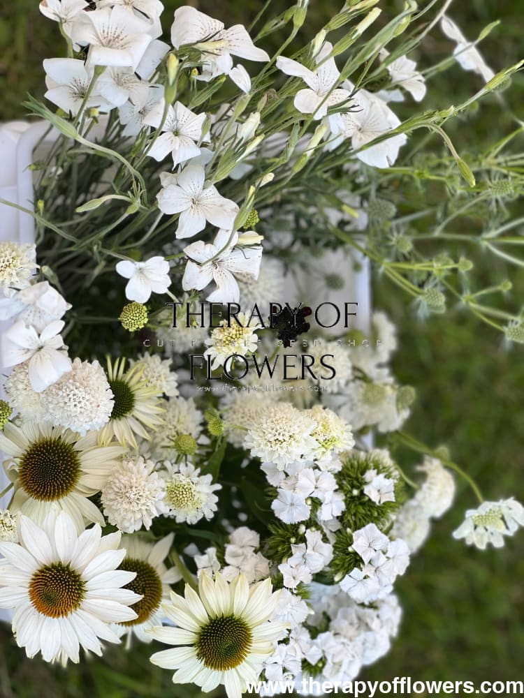 Echinacea purpurea Primadonna® White - 20 Apex Raw / 3-9 - seeds