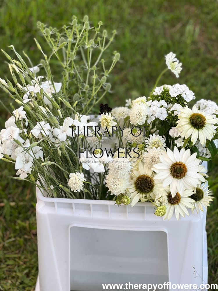 Echinacea purpurea Primadonna® White - 20 Apex Raw / 3-9 - seeds